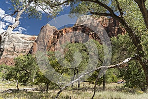 Rock Structure and trees Zion National Park